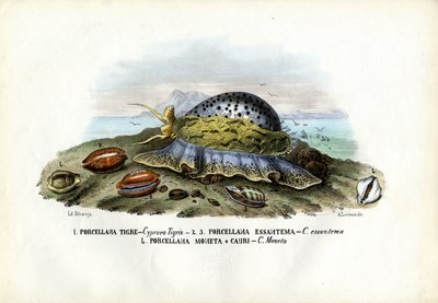 Mussels, 1863-79 by Raimundo Petraroja